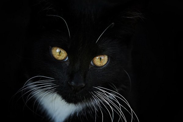 Черная кошка