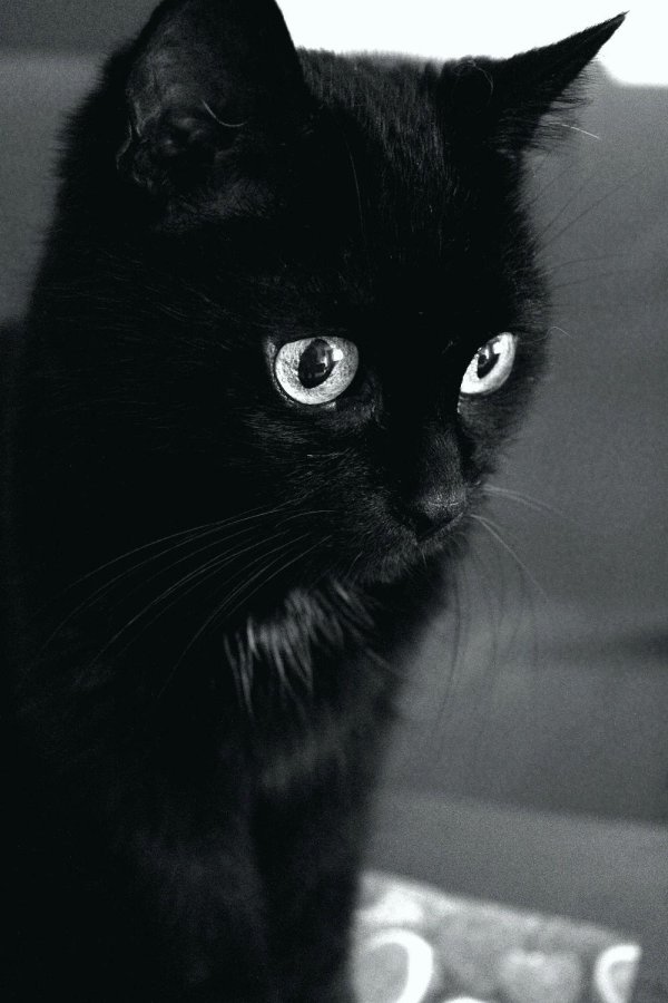 Черная кошка