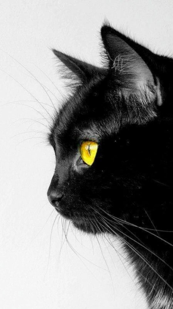 Черная кошка