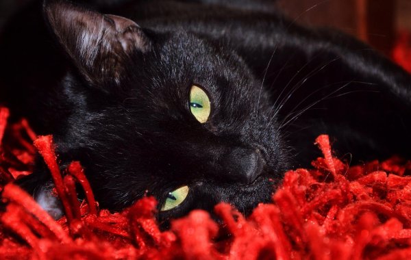 Черная кошка