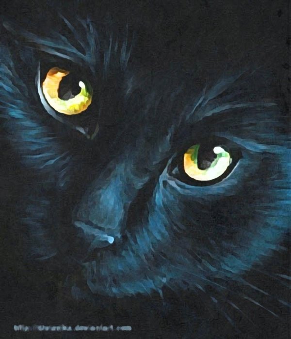 Черная кошка