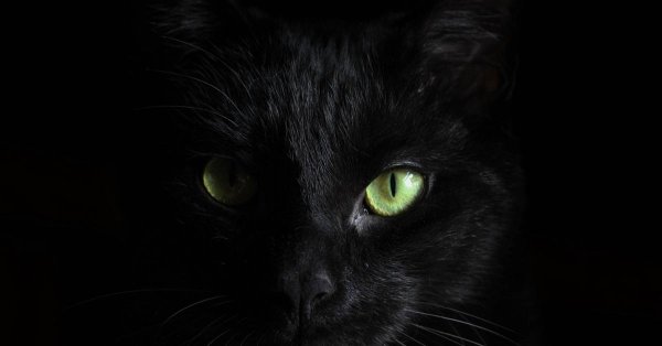 Черная кошка