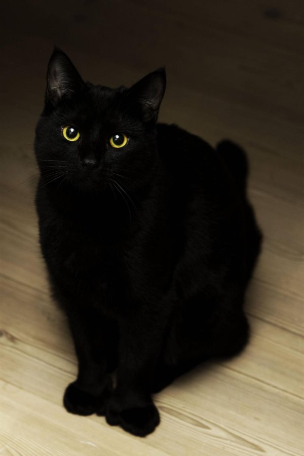 Черная кошка
