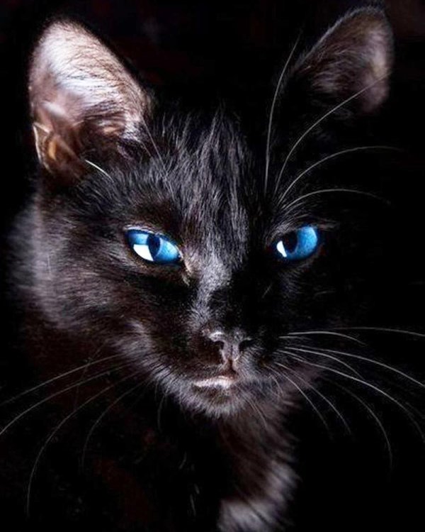 Черная кошка