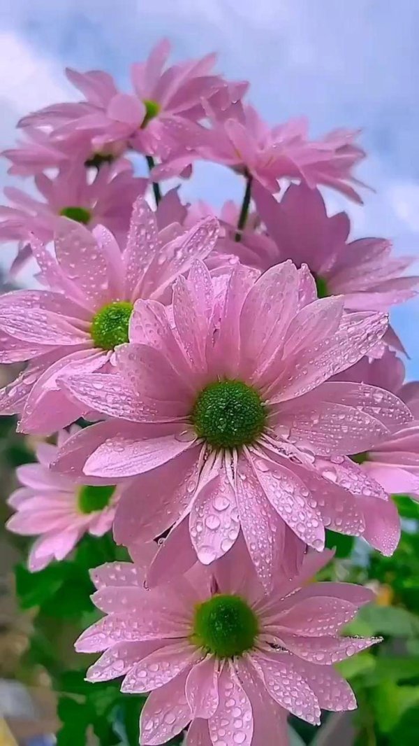 Один цветок