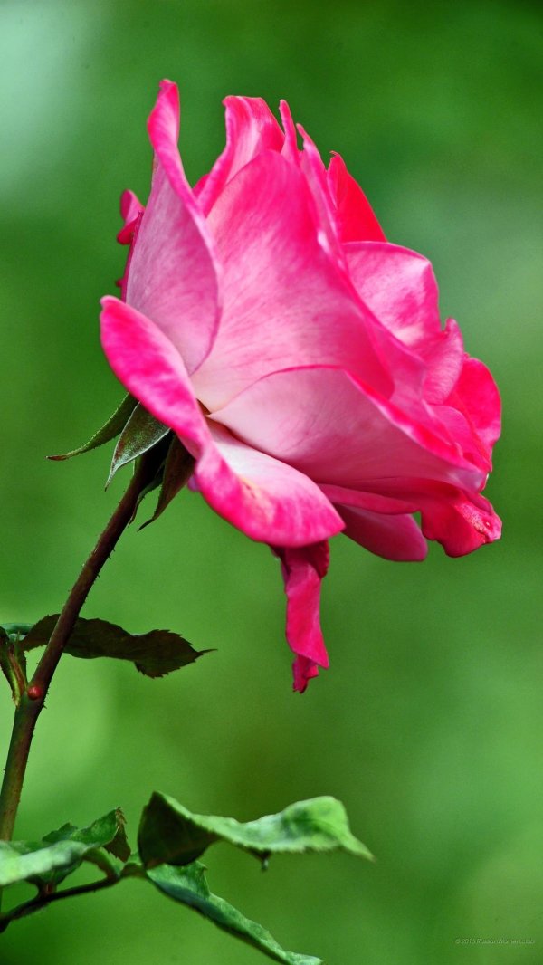 Один цветок