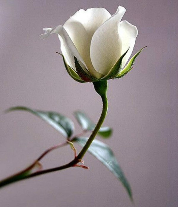 Один цветок