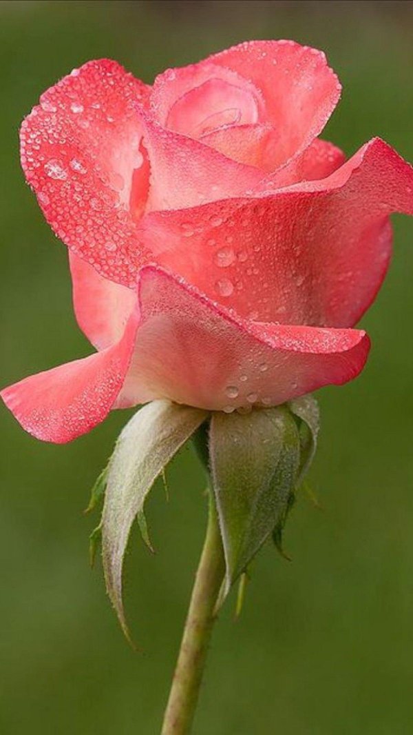 Один цветок