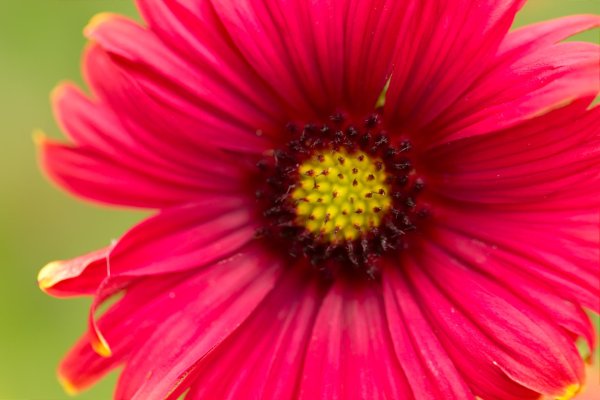 Один цветок