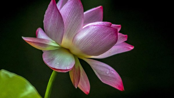 Один цветок