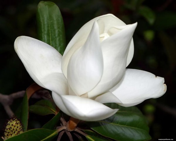 Один цветок