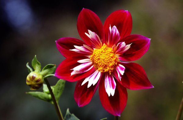 Один цветок