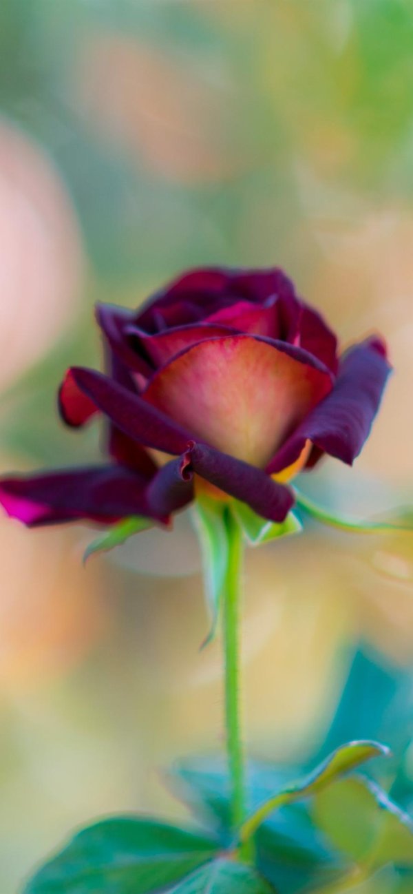 Один цветок