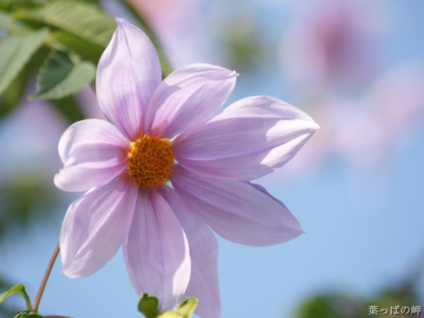 Один цветок