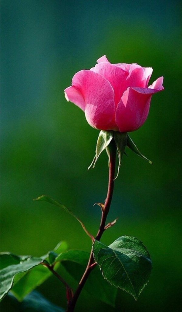 Один цветок