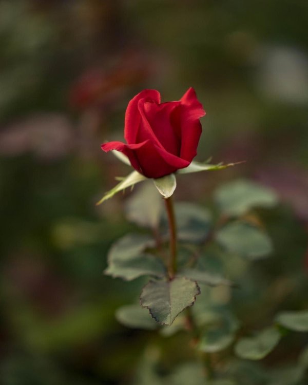 Один цветок