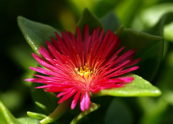 Один цветок