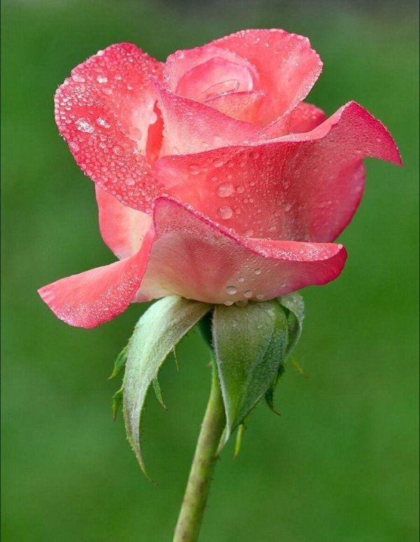 Один цветок