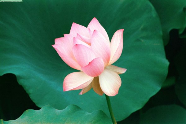 Один цветок