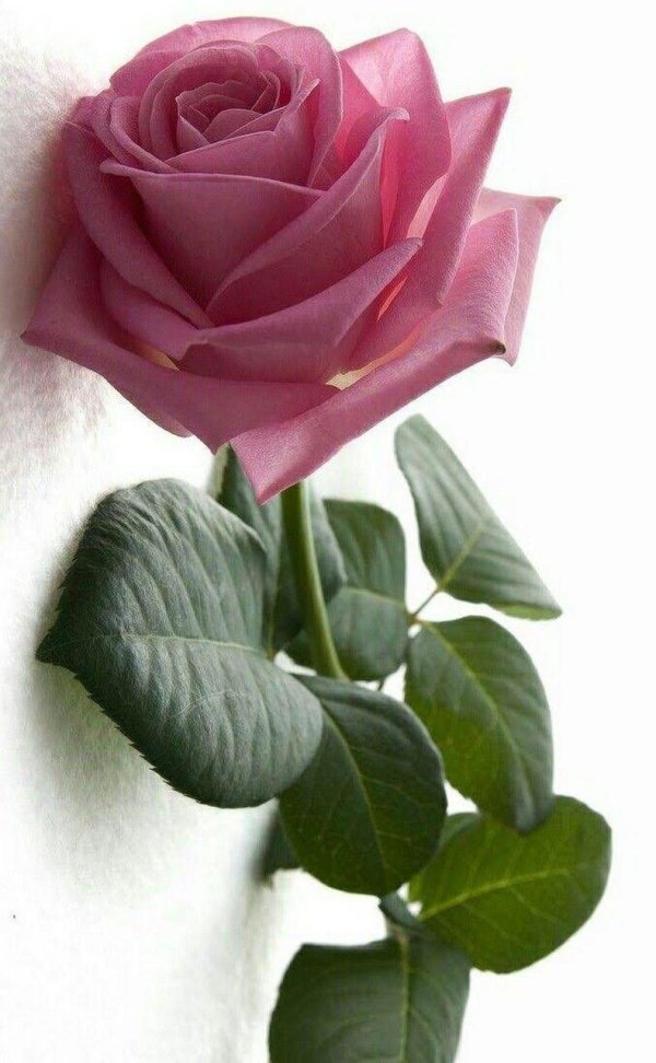 Один цветок