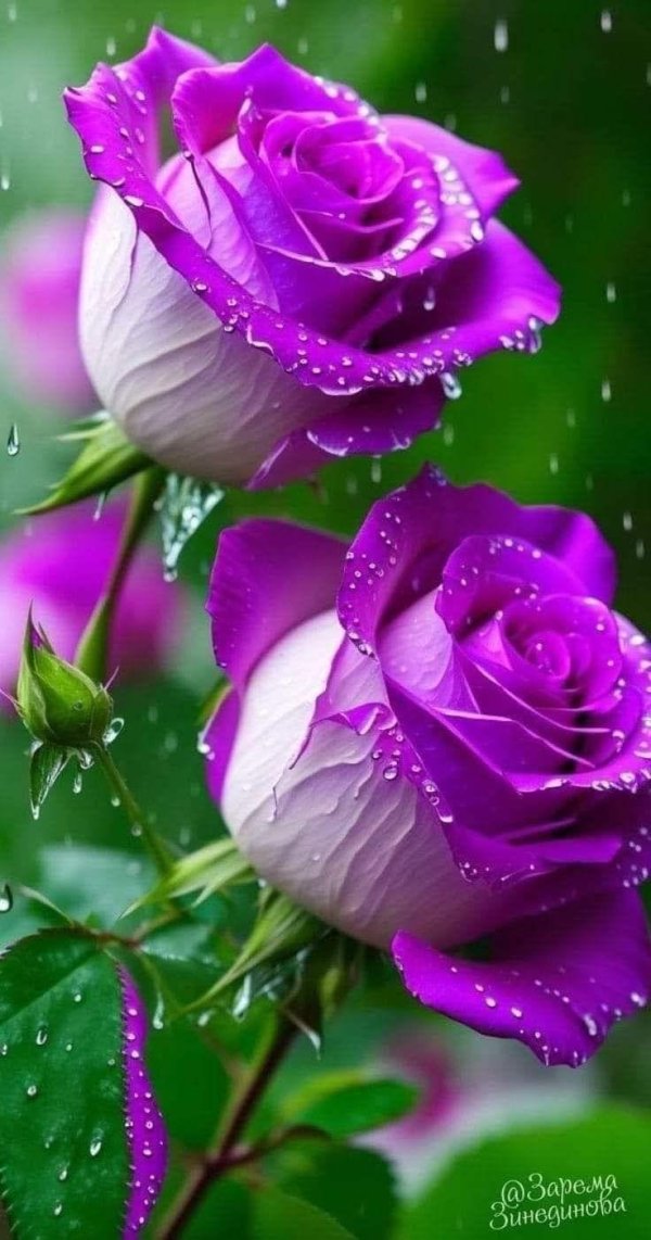 Один цветок