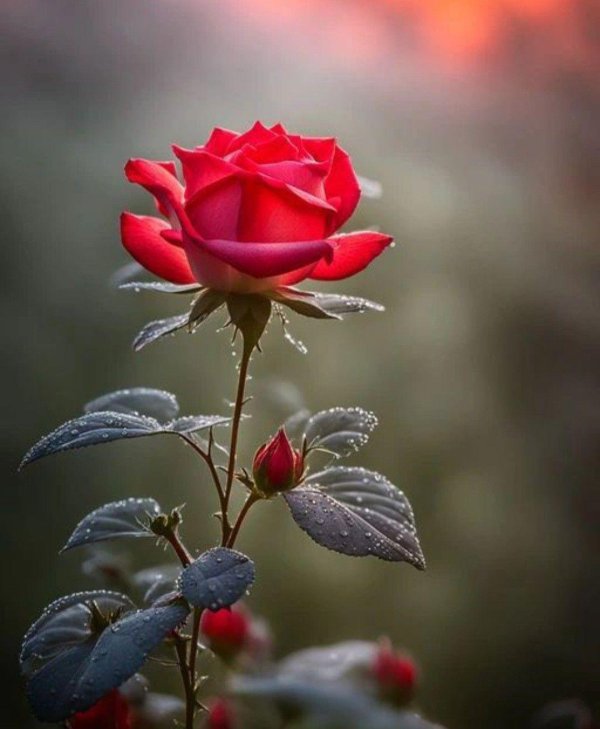 Один цветок