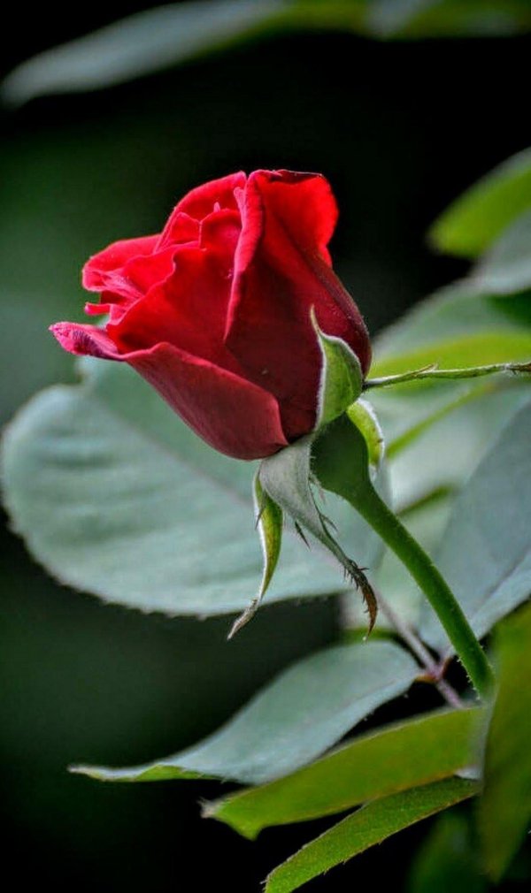 Один цветок