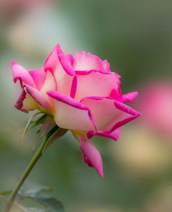 Один цветок