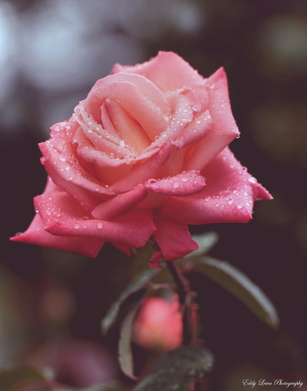 Один цветок