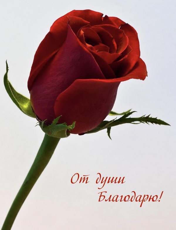 Один цветок