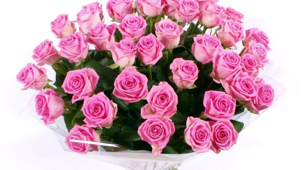 розовая роза