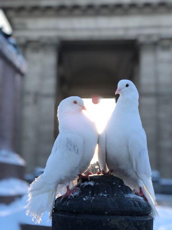 С голубями