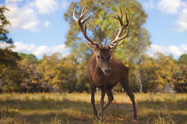 Животных диких