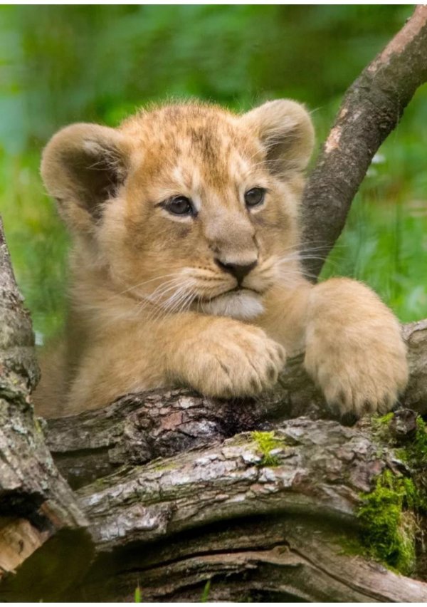 Животных диких