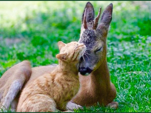 Животных диких