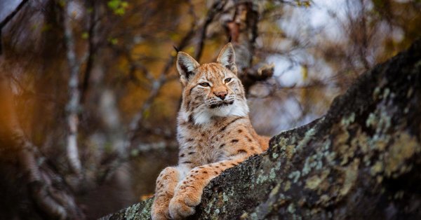 Животных диких