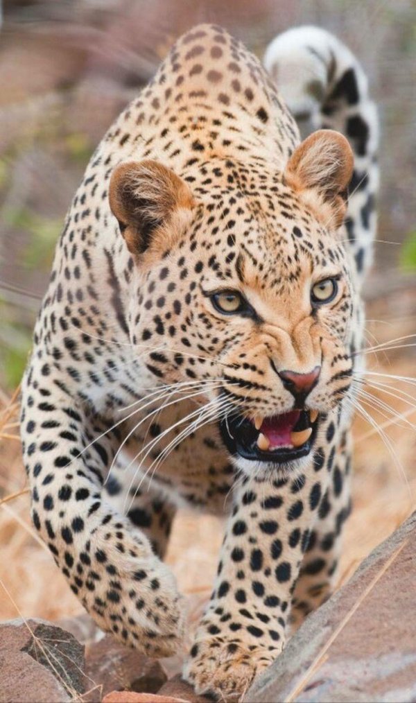 Животных диких