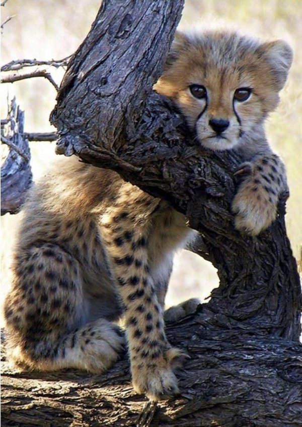 Животных диких