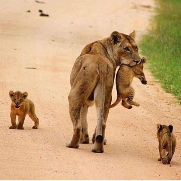 Животных диких