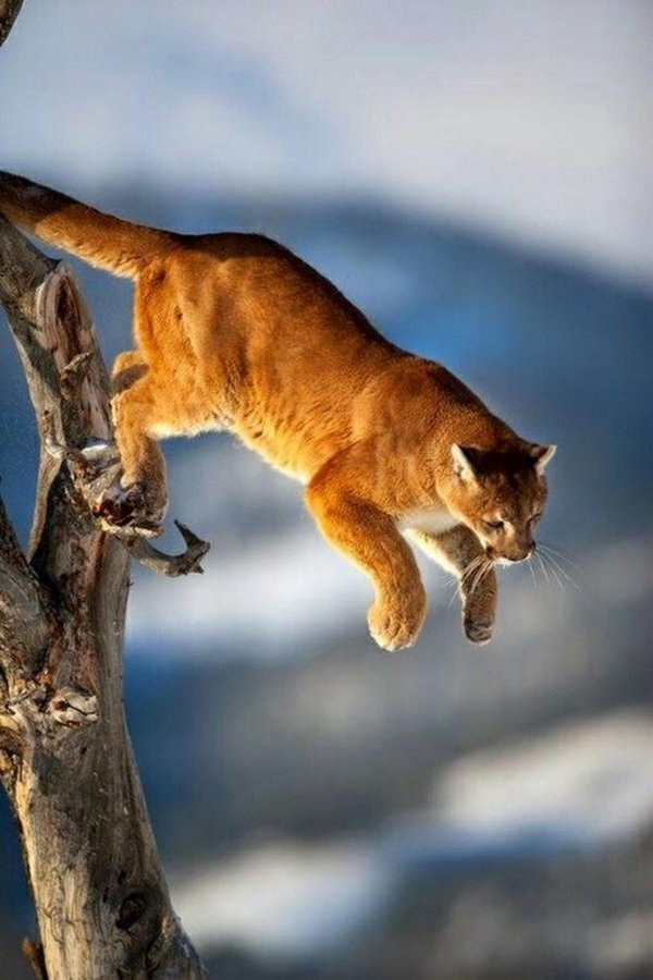 Животных диких