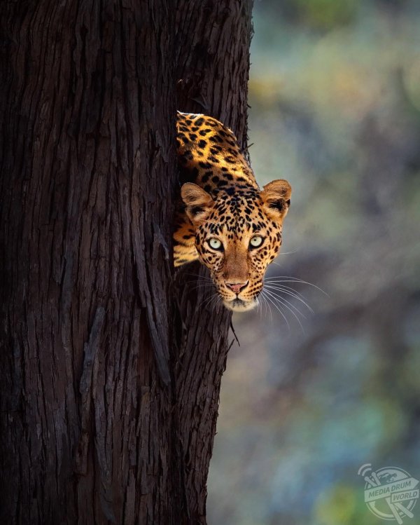 Животных диких