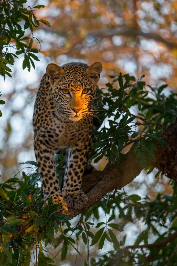 Животных диких