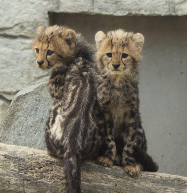 Животных диких