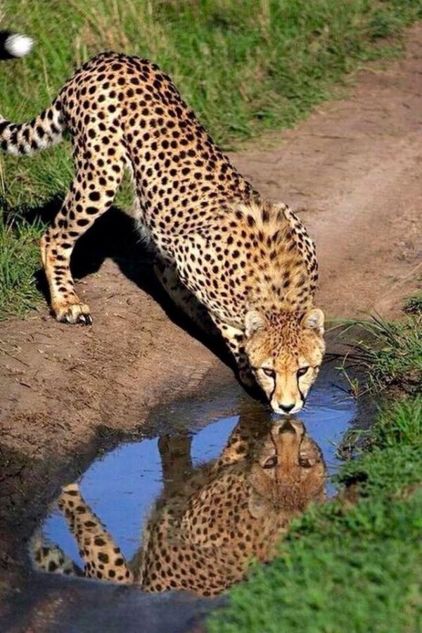 Животных диких