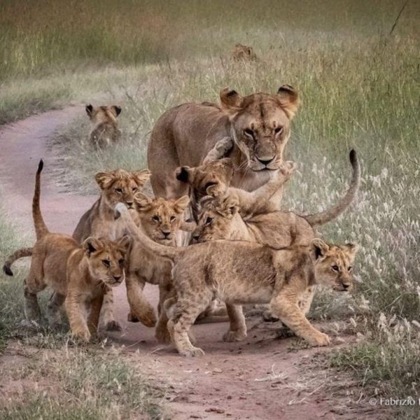 Животных диких