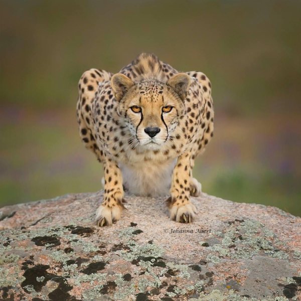 Животных диких