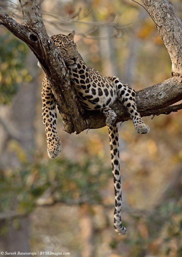 Животных диких