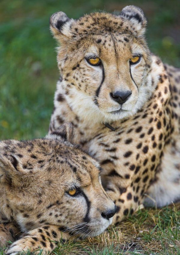 Животных диких