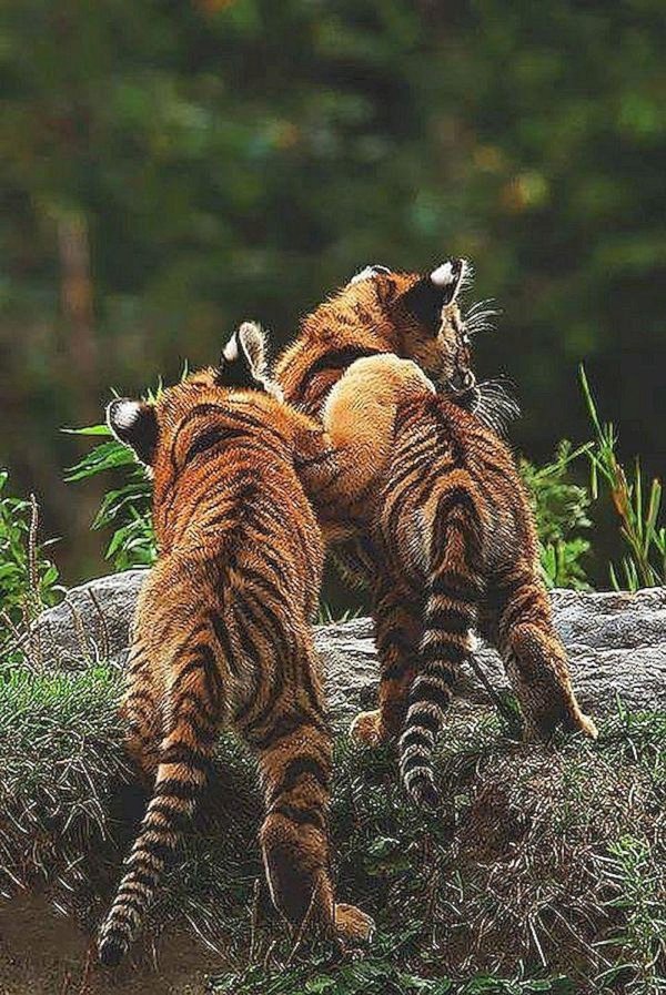 Животных диких