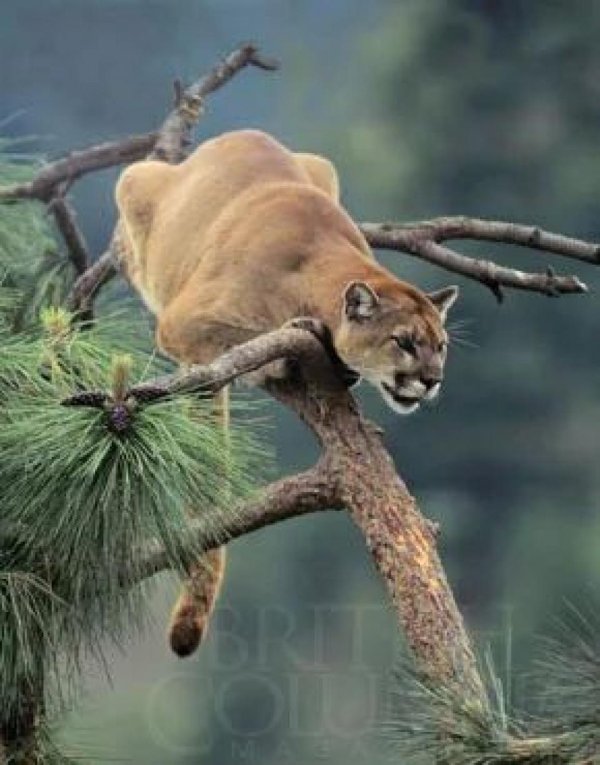 Животных диких